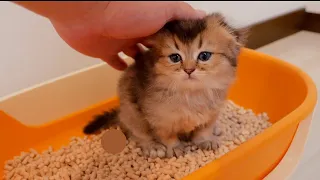 A kitten that successfully goes to the toilet for the first time will loudly call for its owner.