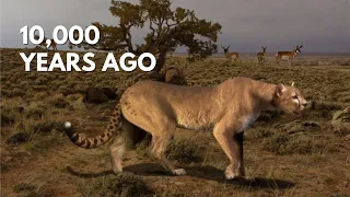 What Happened to the American Cheetah?