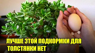 Полейте ЭТИМ ДЕНЕЖНОЕ ДЕРЕВО И Оно Зацветет / Лучшая Подкормка Для ТОЛСТЯНКИ