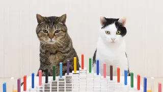 Cats and Domino