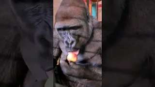 This male is savouring his tiny apple! #gorilla #asmr #mukbang #gorillaasmr #animals #youtubeshorts