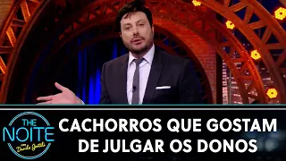 Cachorros que julgam os donos por seus erros | The Noite (01/11/22)