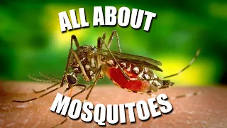 All About MOSQUITOES! - Kids News Break