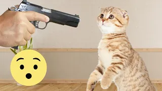 Funny Animals Videos 2023 😂 - Funniest Cats And Dogs Videos on YouTube 😺😍