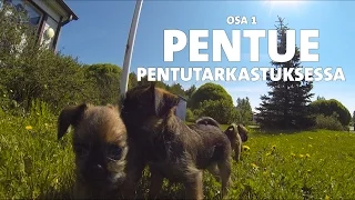 Evidensia Pentupäiväkirjat – Osa 1: Pentutarkastus