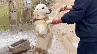 The chained dog seeks help from passersby with paw out,a woman repeatedly saves is rejected by owner