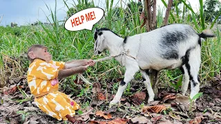 Super Hero! Cutis Farmer Rescued Baby Goat Trapped