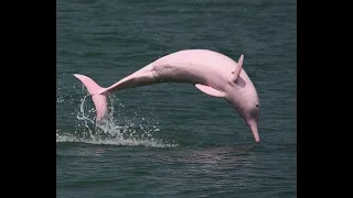 Amazing Wild Dolphins doing Spinner Jumpings - Part 1