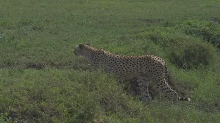 Tanzania safari iPhone footage