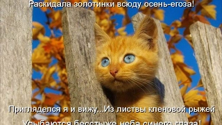 Смешные картинки про кошек и котят Выпуск №79  FUNNY CATS СМЕШНЫЕ КОШКИ