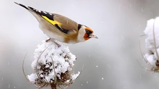 The Changing Seasons in a Wildlfe Garden