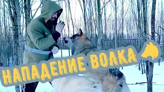 Нападение якутского Волка 🐺 на человека в Парке Волков.