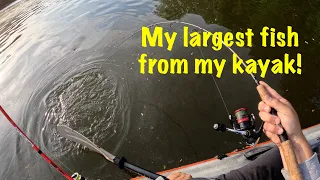 This may be the biggest fish I've caught on my kayak!