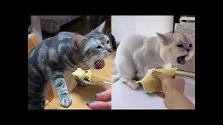 Funny Videos ● Best Cat Reaction to Playing Toy - Funny Cat Toy Reaction Compilation