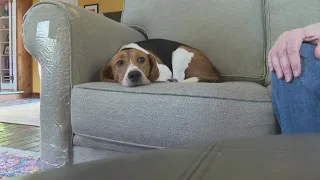 Finn the beagle | Pup rescued from Virginia lab adjusts to life as a pet