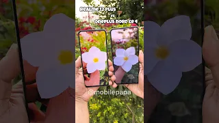 Camera Compare Realme 12 Plus vs Oneplus Nord CE 4 🤜📸🤛 #shorts #realme12plus #oneplusnordce4