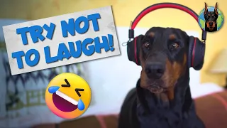 Funniest Moments of Life with a Doberman—Video Compilation
