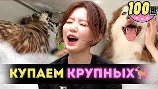 🐕Клиент не ДВИГАЙТЕСЬ или заплатите больше! Помылись все!🐳