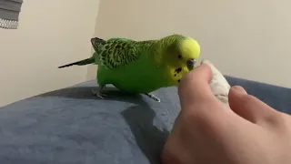 Budgie Sounds for Lonely Budgies