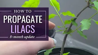 Lilac Cuttings 8-month Update