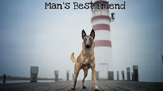 Belgian Malinois | Man’s Best Friend |