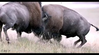 BEST BISON FIGHT 2022 -4K- live sound-Wildlife Photography-Grand Teton Park/Jackson Hole/Yellowstone