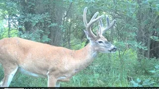 First week of August deer cameras