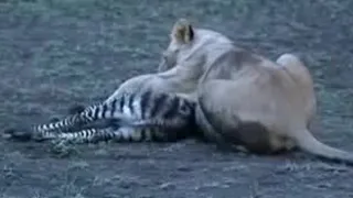 Lions vs Zebras | African Animals | BBC Studios