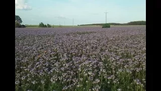 Międzyplon/poplon tak czy nie? TOP 5 roślin na słabe gleby - Rolnik NIEprofesjonalny