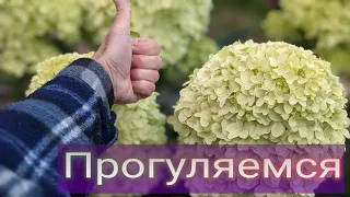 Обзор гортензий PAN и другие сорта/Полярный круг- новинки/Информация по Многолетникам