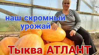 Урожай тыквы без ухода!!! Что внутри тыквы??? Мышиный домик...