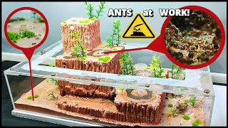 I MADE the COOLEST ANT FARM! | D colony