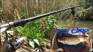 Carp RUN 2020! CarpFishing in a small river & KOI CARP