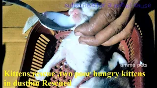 Kittens rescue ,two poor hungry kittens in dustbin Rescued ,pet rescue #ammapets #petrescue