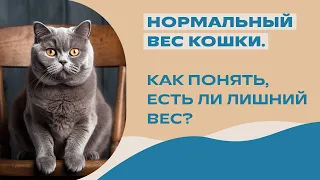 Сколько должна весить кошка? Лишний вес у кошек. Кошка толстая или худая?