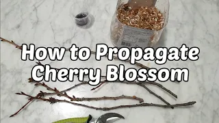 How to Propagate Cherry Blossom Tree | Beginner's Guide | 2 months progress