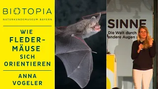 Anna Vogeler: Tänzer der Nacht: Wie Fledermäuse sich orientieren | BIOTOPIA FESTIVAL SINNE
