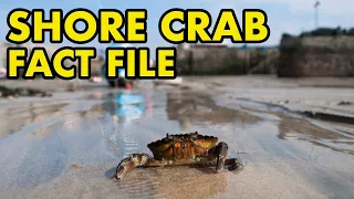 Green Shore Crab: Fact File (British Wildlife Facts)