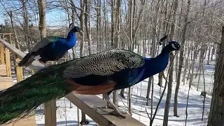 Peacocks Take Flight