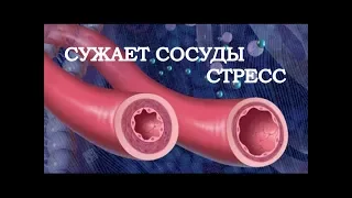 СТРЕСС сужает СОСУДЫ = повышает ДАВЛЕНИЕ!!! Причина ГИПЕРТОНИИ - СТРЕСС / Фролов Ю.А.