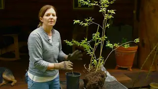 How to Get a Start From an Existing Lilac Bush