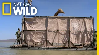 Stranded Giraffe Gets a Ride on "The Giraft" | Saving Giraffes: The Long Journey Home | Nat Geo Wild