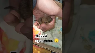 Очередной дикий крысëнок в приюте. 😳 Замерзал на улице. 😥 #wildrats #cuterats #дикиекрысы