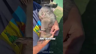 Did you know Wombats have pouches? 🥰 #shorts #wombat #cuteanimals