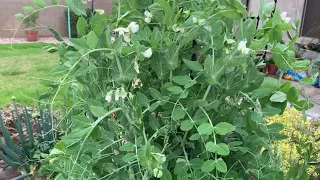 Peas 1st Flower to 1st Harvest 3/10/23-3/28/23