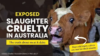 Exposed: Widespread cruelty in Tasmanian slaughterhouses