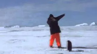 Man attaсks penguin! | Человек испугал пингвина