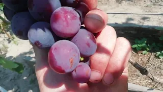 состояние винограда на 11.08.2021 г. Юг Беларуссии.