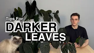 Tips for DARKER Anthurium Foliage