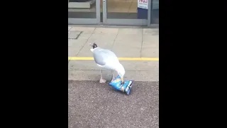 Чайка таскает чипсы из магазина.